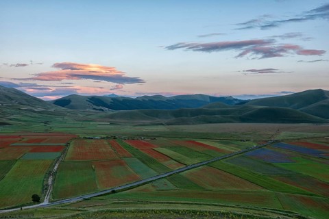 Blooming on Piano Grande di Castelluccio di Norcia
