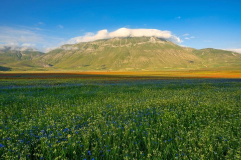 Blooming at Piano Grande di Castelluccio di Norcia plateau
