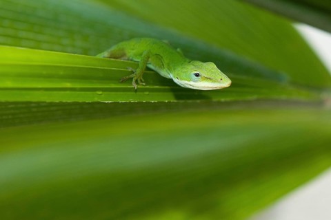 Close-up of head of carolina anole