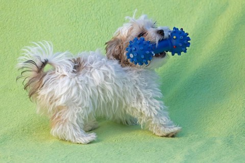 Bolonka Zwetna puppy plays