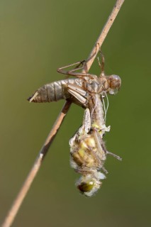 White-faced darter