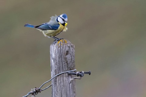 Blue tit