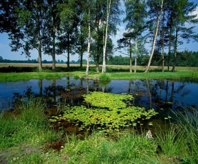Pond with birches