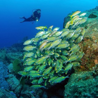 Diver looks down on shoal of striped large-eye bream