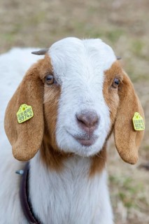 Boer domestic goat