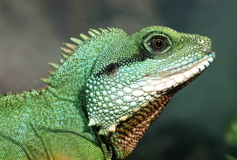 Green water dragon