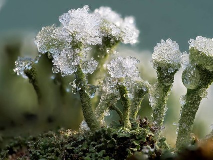 Cup lichen