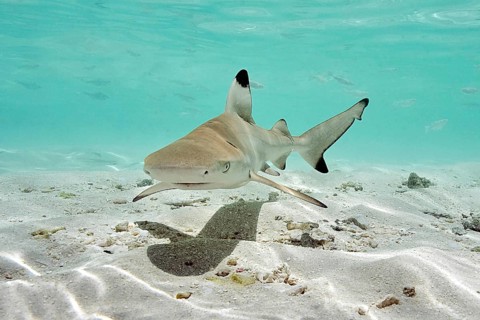 Juvenile blacktip reef shark