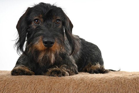 Wire-haired dachshund