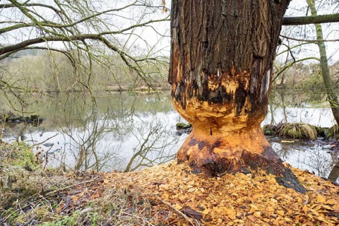 Beaver damage or gnaw marks on tree on the bank of the Fulda near Kassel
