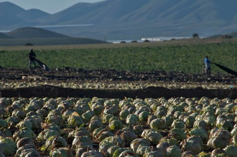 Farm workers in a field with iceberg lettuce pull off black plastic film