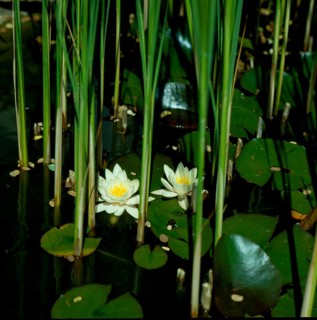 Garden pond with white water lily