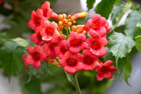Common trumpet creeper