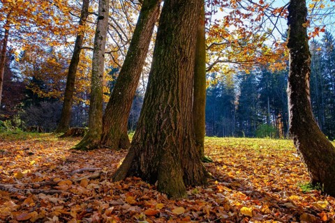 Autumn