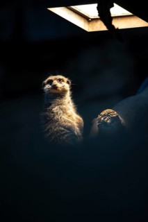 Meerkats