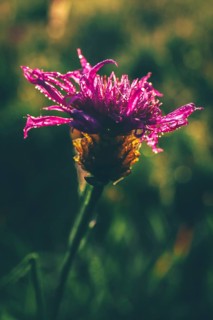 Clover