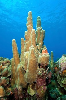 Pillar coral