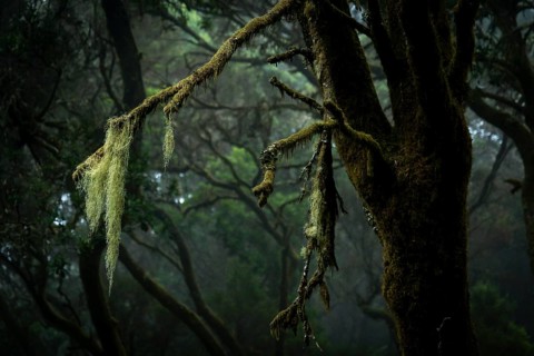 Moss-covered trees in laurel forest