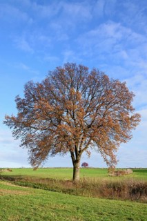Deciduous trees