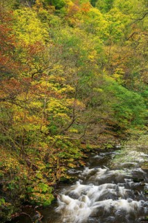 River Bode in the autumnal Harz Mountains