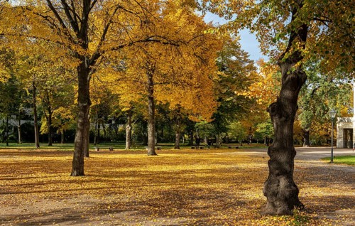 Autumn impressions and autumn leaves in a park
