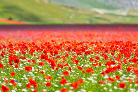Blooming on plateau Piano Grande