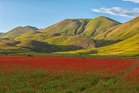 Blooming on Piano Grande di Castelluccio di Norcia