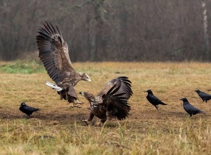 White-tailed eagle