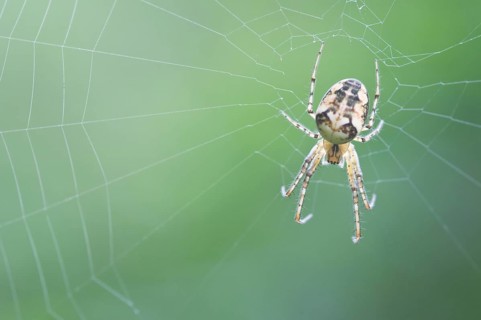 Longjawed orbweaver