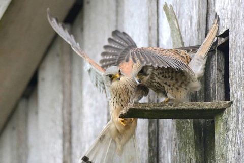 Common kestrels