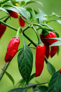 Piri Piri pod Hot Chili