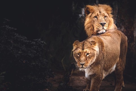 Lions
