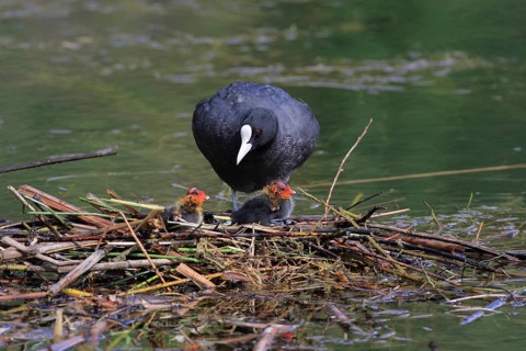 Common coot