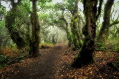 Hiking trail through laurel forest