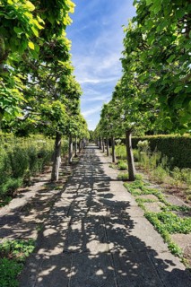 Footpath through lime avenue