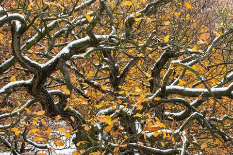 First snow on the autumnal slopes of the Bode Valley in the Harz Mountains