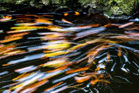 Leaves in the river Bode in the autumnal Harz
