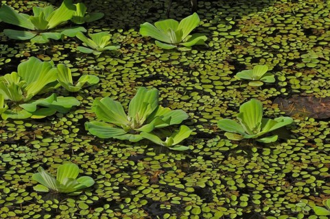 Water lettuce in lily pond