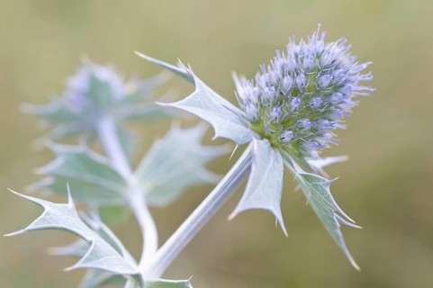 Sea holly