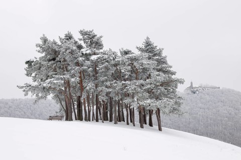 Pine grove