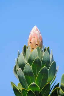 Protea