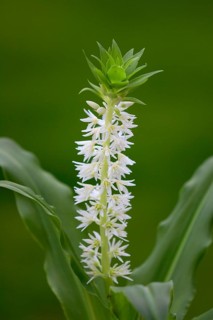 Pineapple Lily Pineapple Flower Eucomis autumnalis Blossom Bloom Ellerstadt Germany Germany