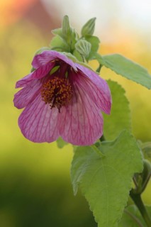 Bell mallow Abutilon Abutilon x hybridum Flower Bloom Ellerstadt Germany Germany
