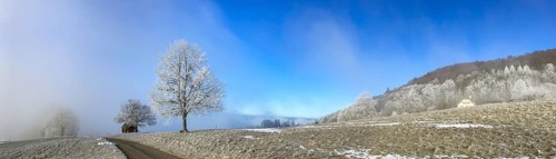 Hoarfrost in clearing fog