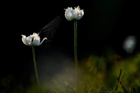 Anemones