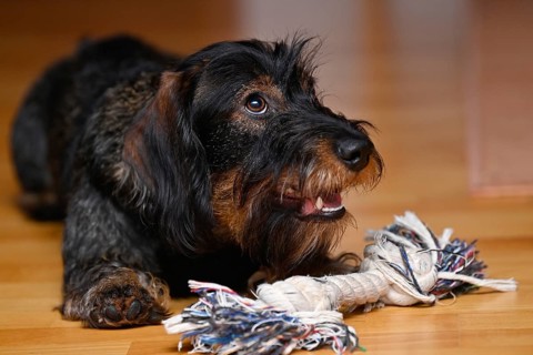 Wire-haired dachshund