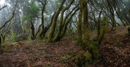 Moss-covered trees in laurel forest