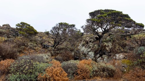 Phoenicean juniper