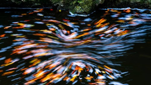 Leaves in the river Bode in the autumnal Harz