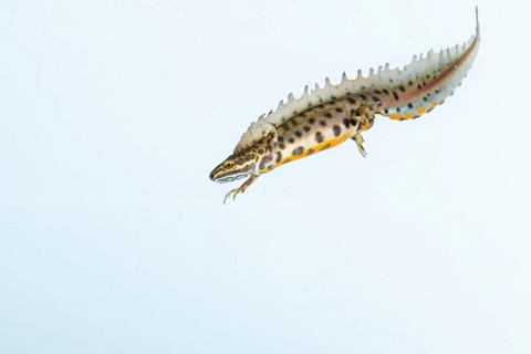 Northern crested newt